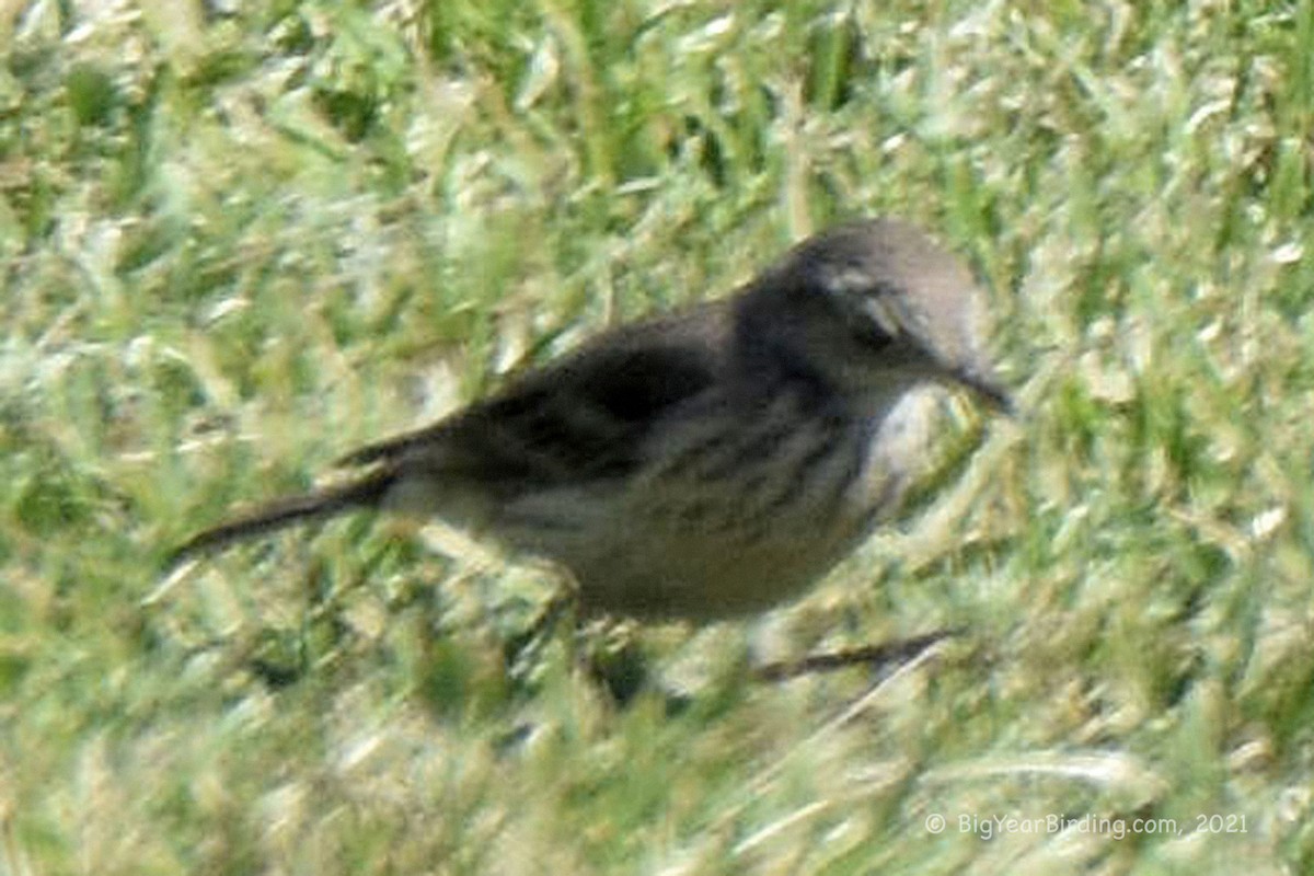 American Pipit - ML325947381