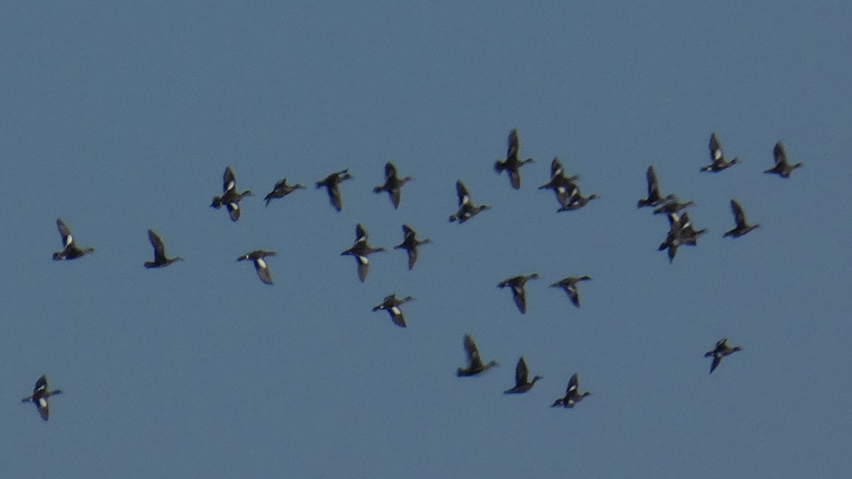 American Wigeon - ML325947811