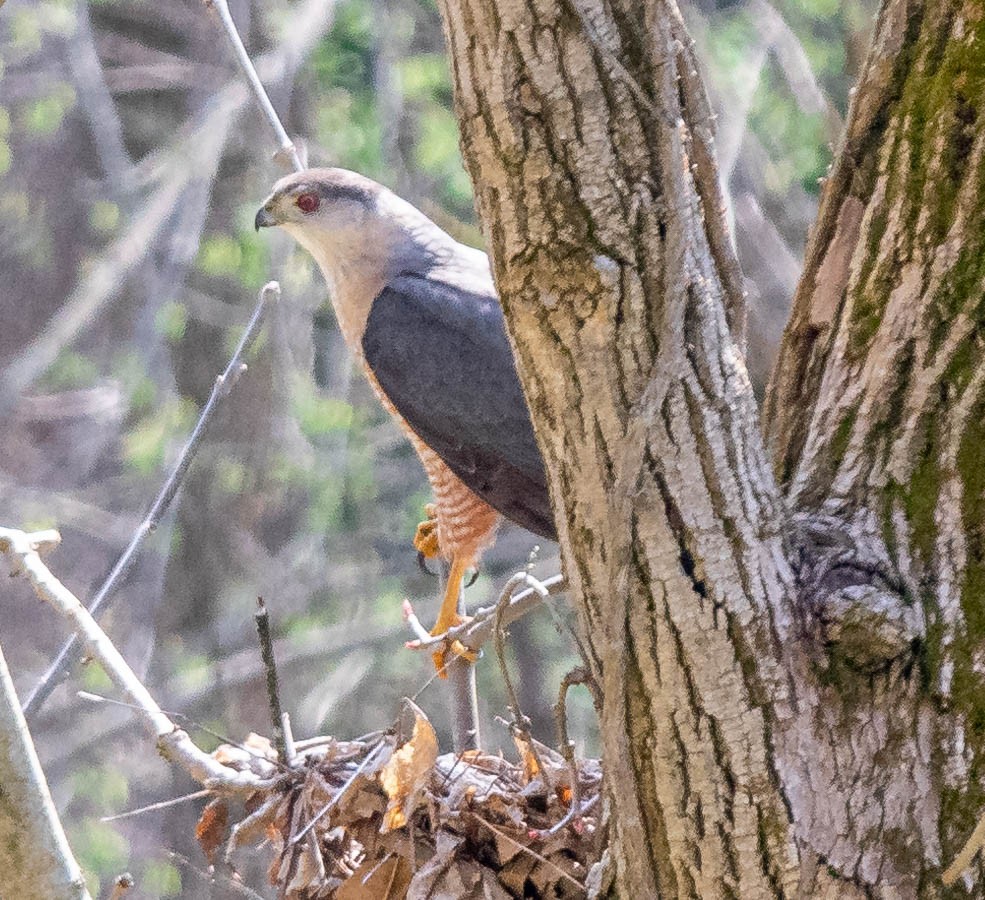 Cooper's Hawk - ML325950201