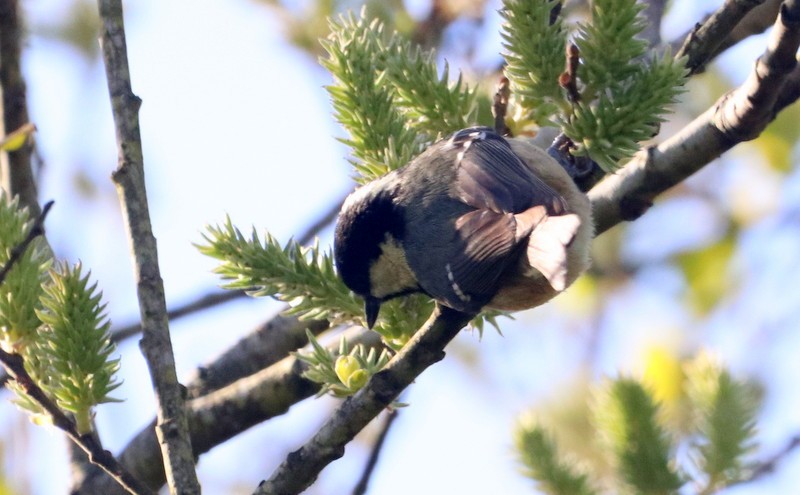 Coal Tit (British) - ML325950681