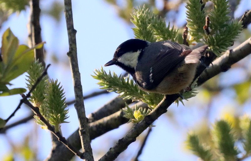 Coal Tit (British) - ML325950781