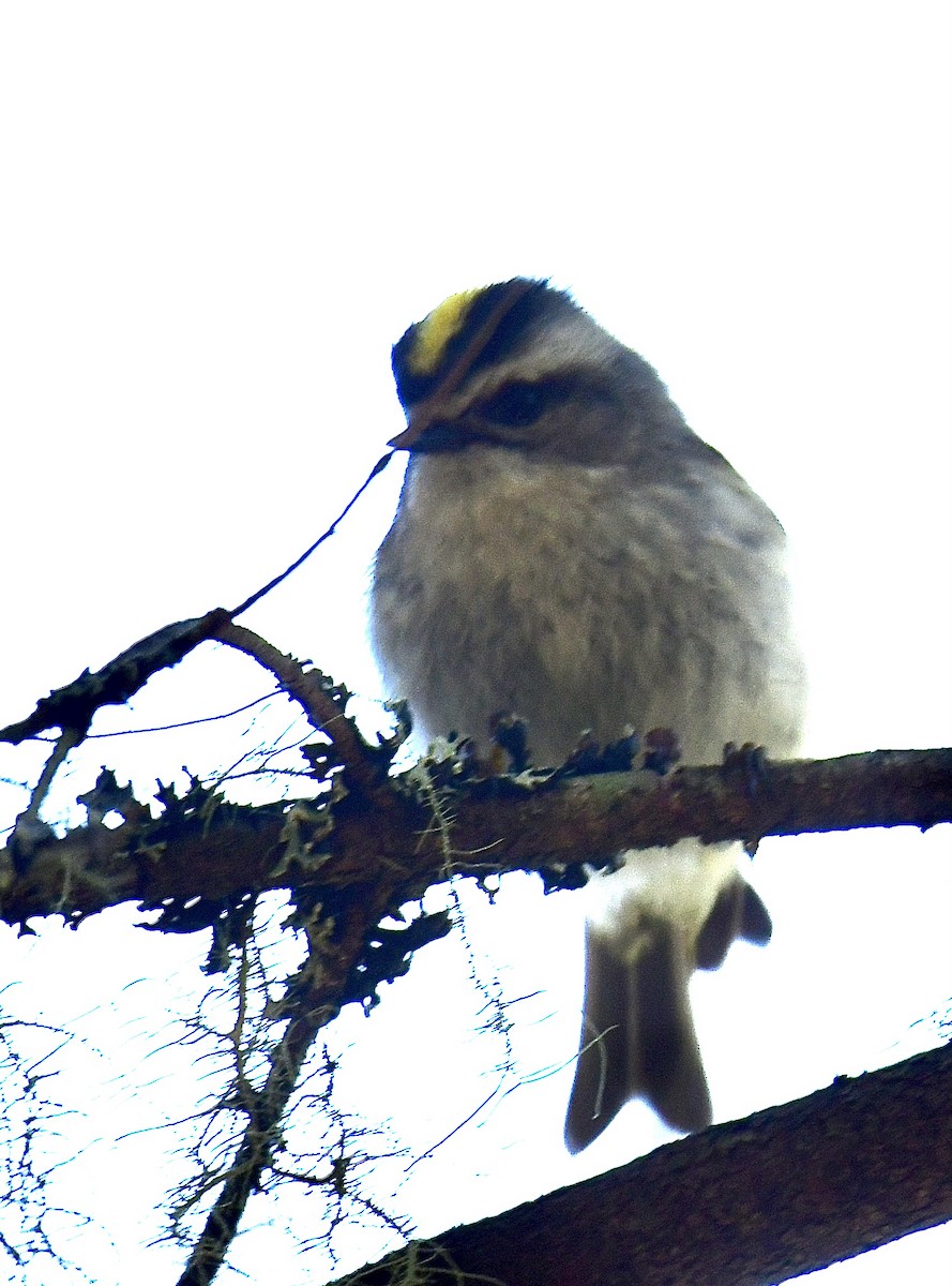 Golden-crowned Kinglet - ML325951261