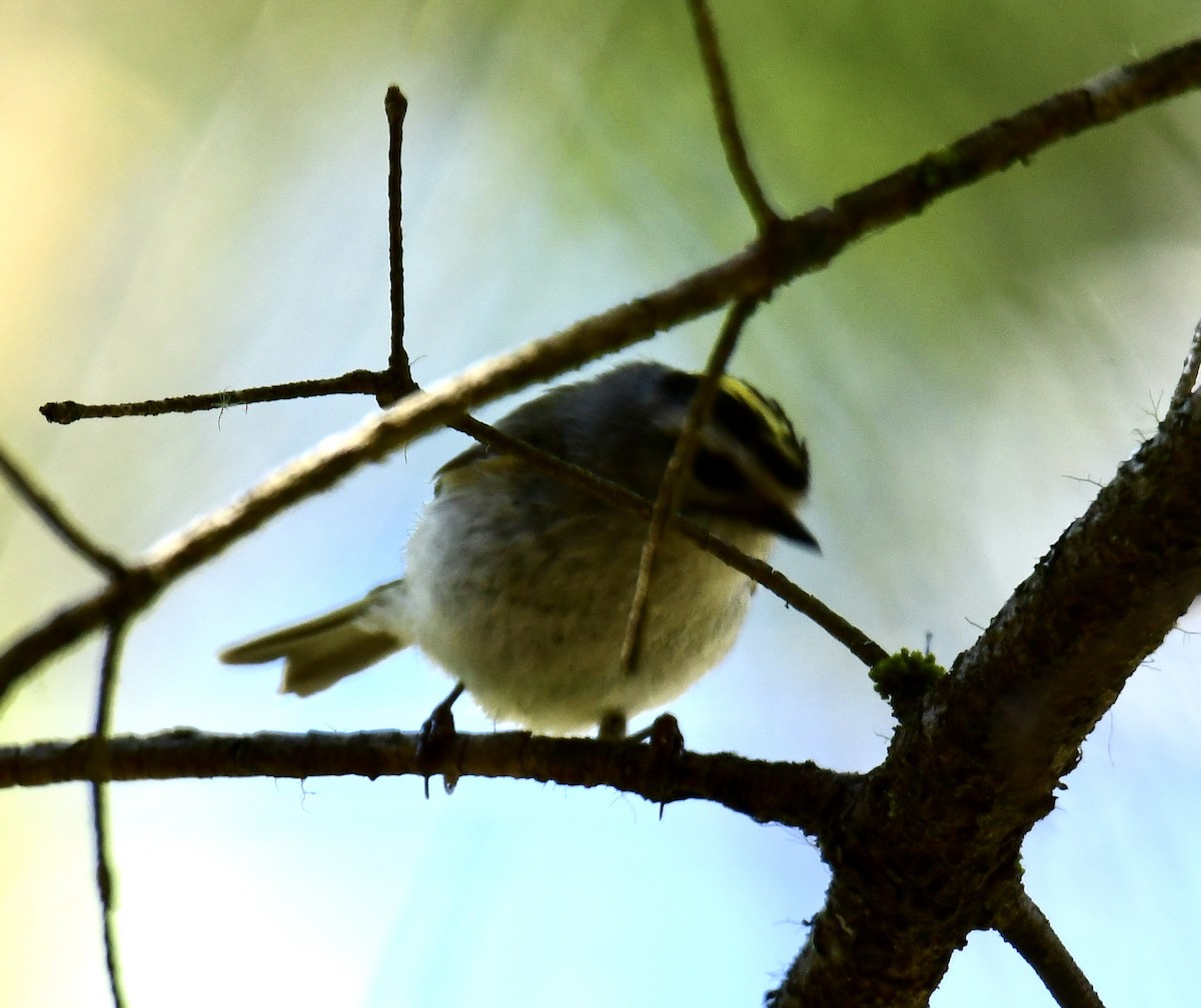 Golden-crowned Kinglet - Gary Roberts