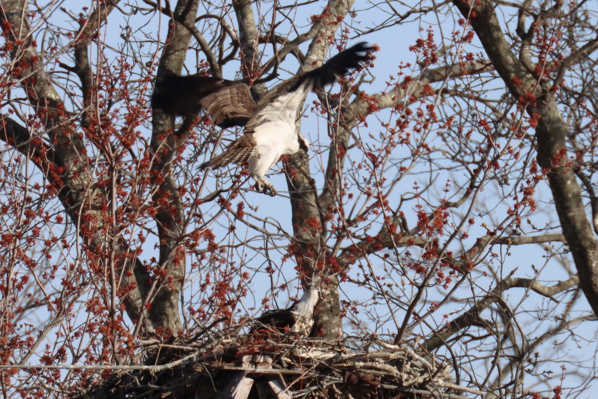 Osprey - ML325951971