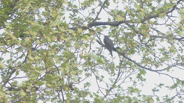 Common Cuckoo - ML325952351