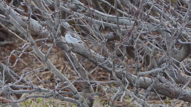 Hoary Redpoll - ML325953621