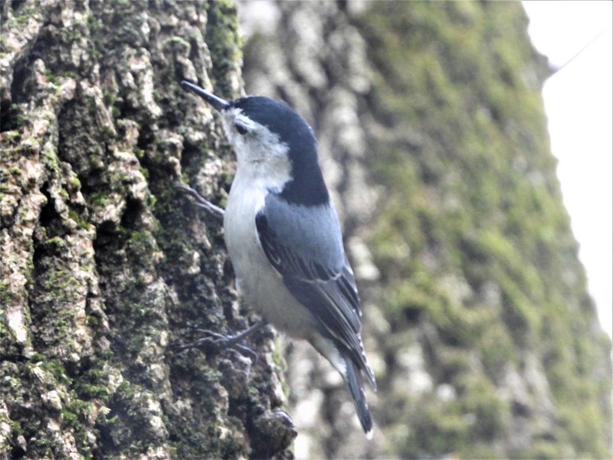 White-breasted Nuthatch - ML325953731