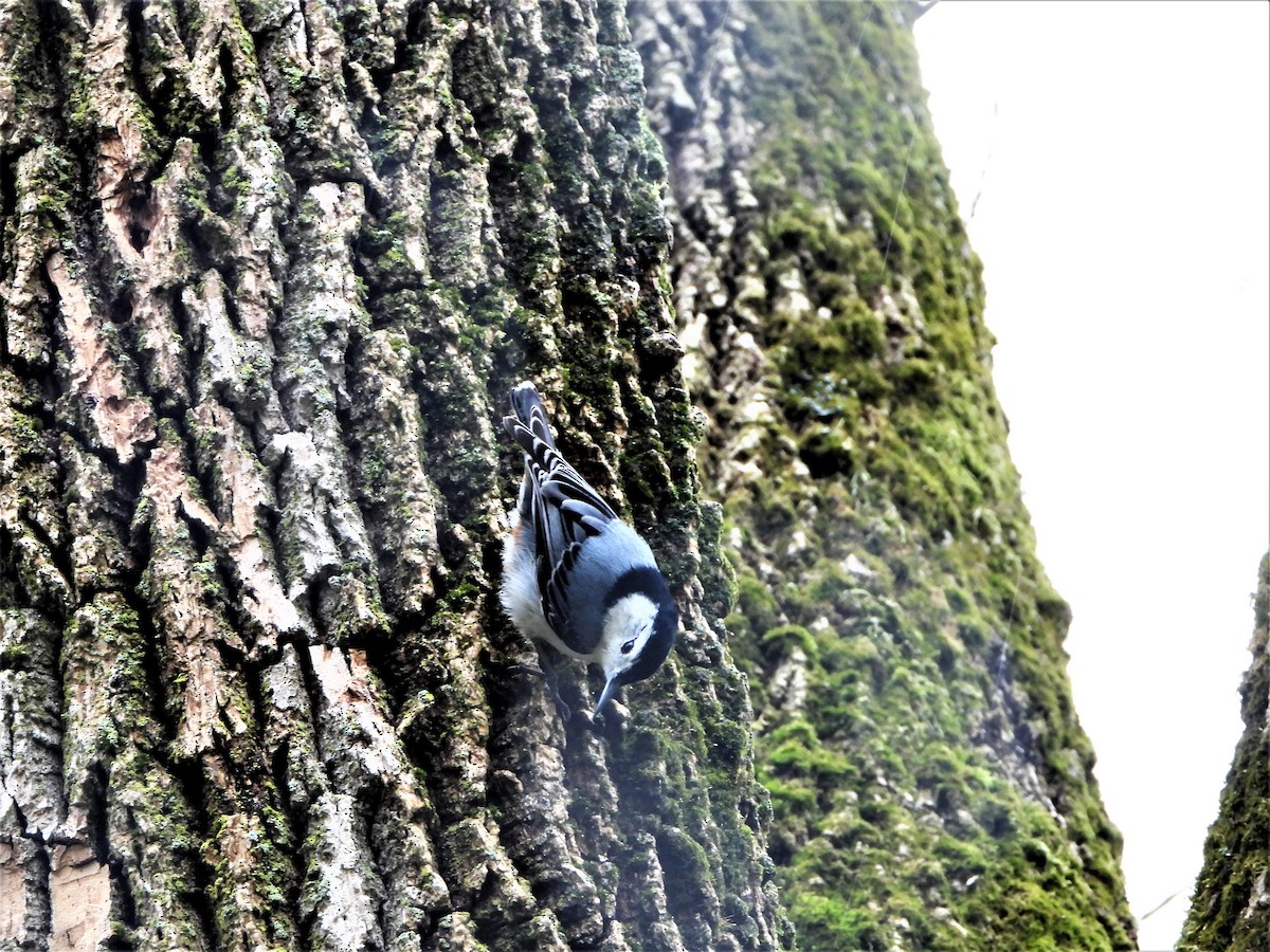 White-breasted Nuthatch - ML325953781