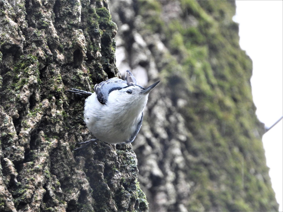 White-breasted Nuthatch - ML325953821