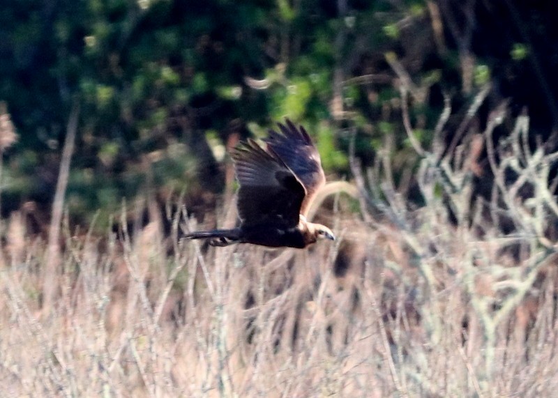 Western Marsh Harrier - ML325955641