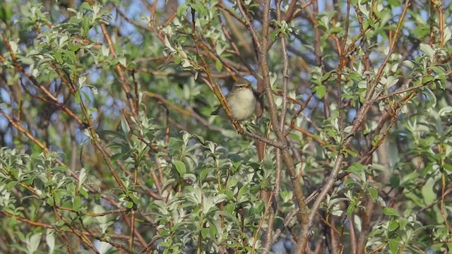 Arctic Warbler - ML325955951