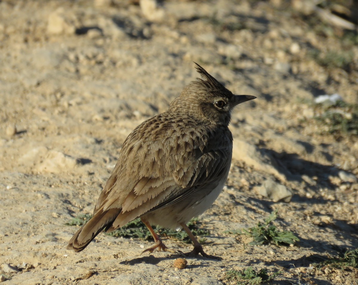 Crested Lark (Crested) - ML325956611