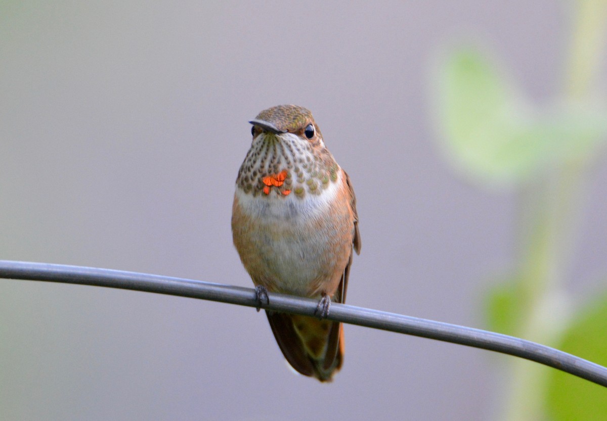 Rufous Hummingbird - ML32595691