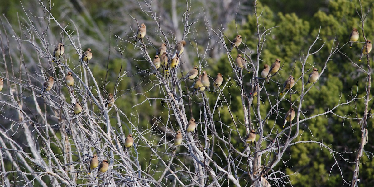 Cedar Waxwing - ML32595761