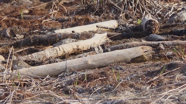 Siberian Sand-Plover - ML325957731