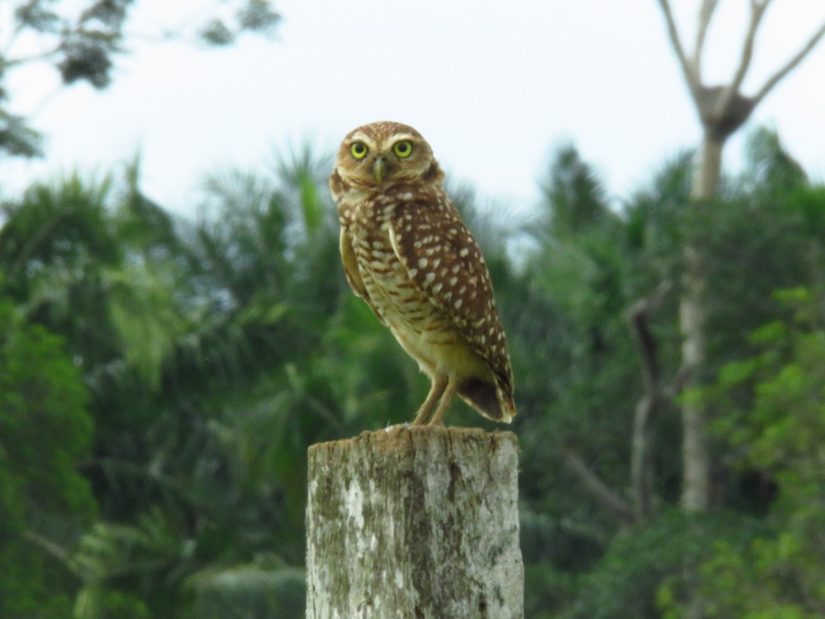 Burrowing Owl - ML325959031