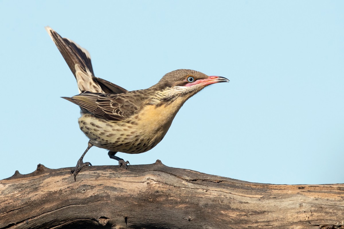 Spiny-cheeked Honeyeater - ML325959251