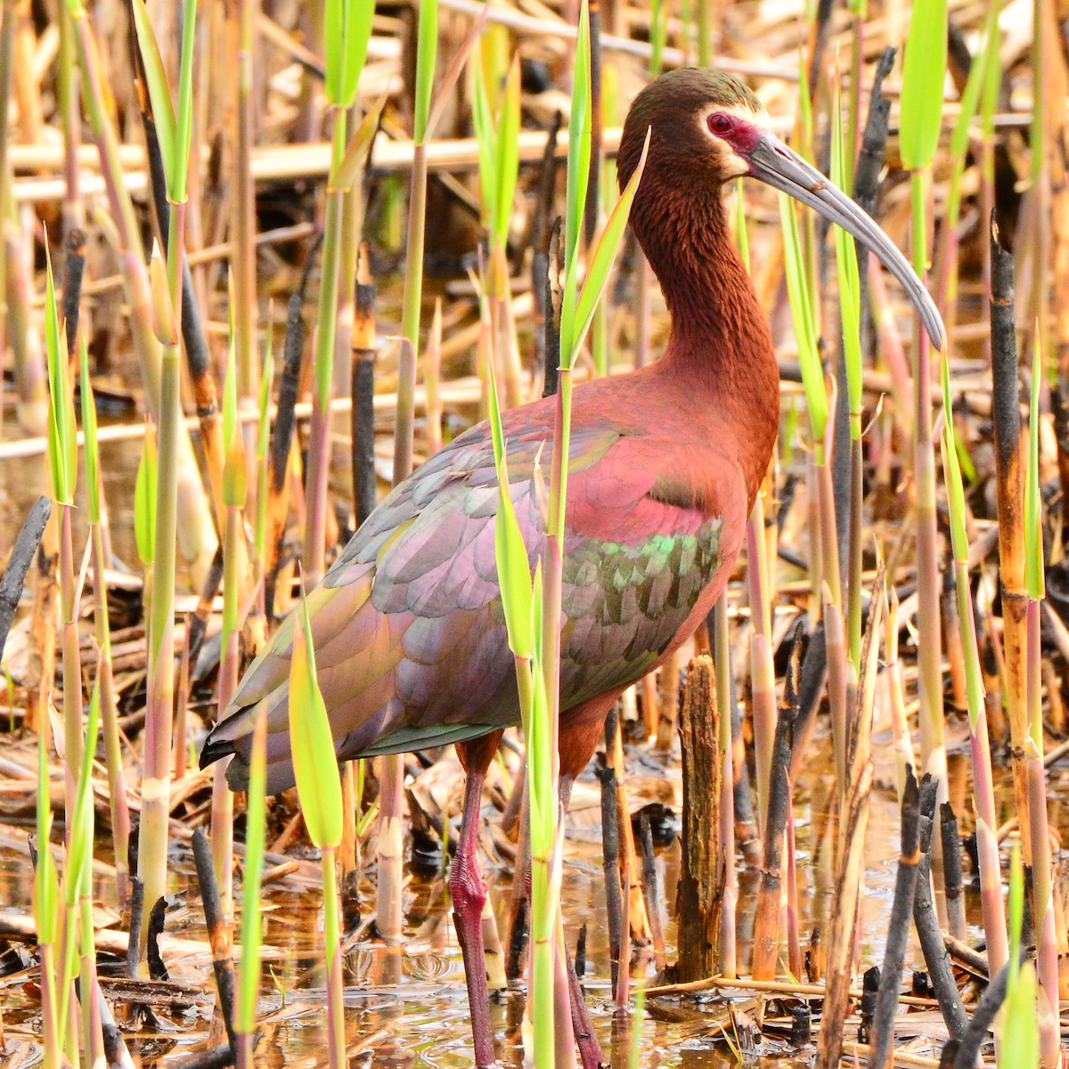 White-faced Ibis - Bill Elrick