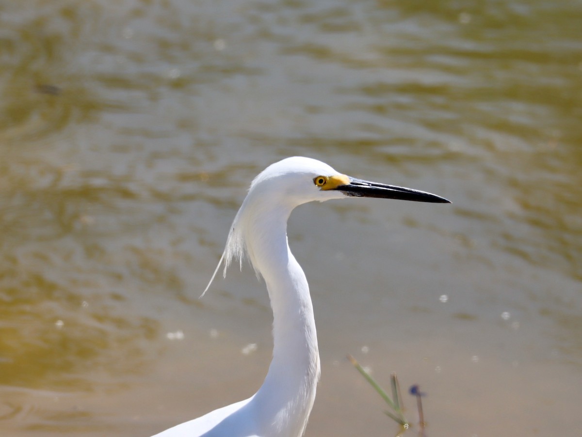 Snowy Egret - Robert Wallace