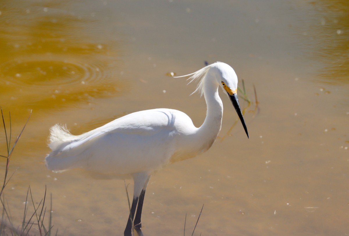 Snowy Egret - Robert Wallace