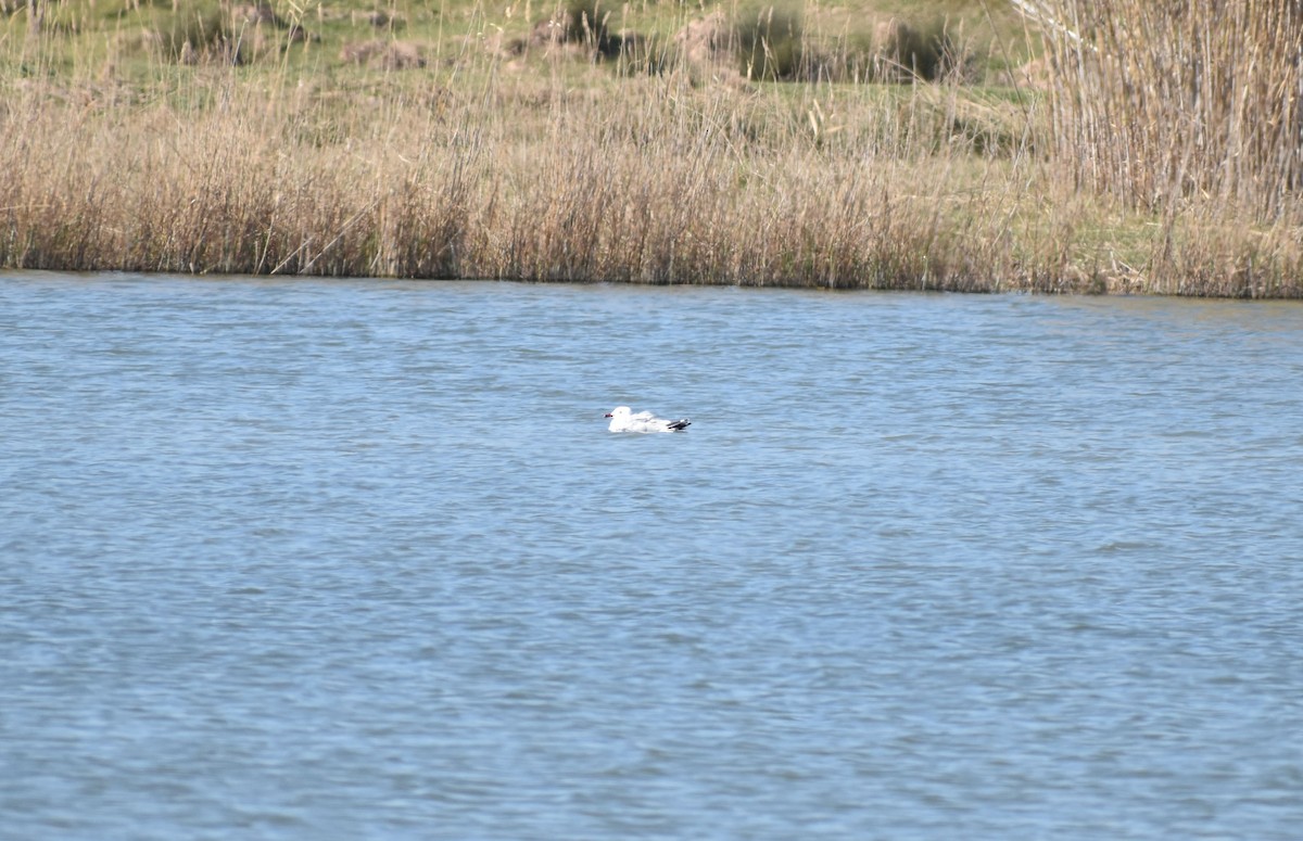 racek zelenonohý - ML325966641