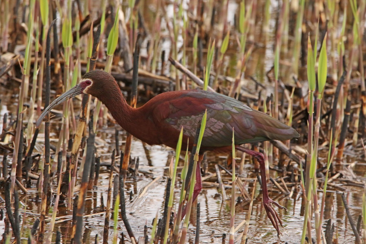 White-faced Ibis - ML325966691