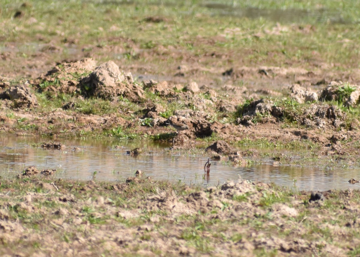 Water Pipit - ML325966981