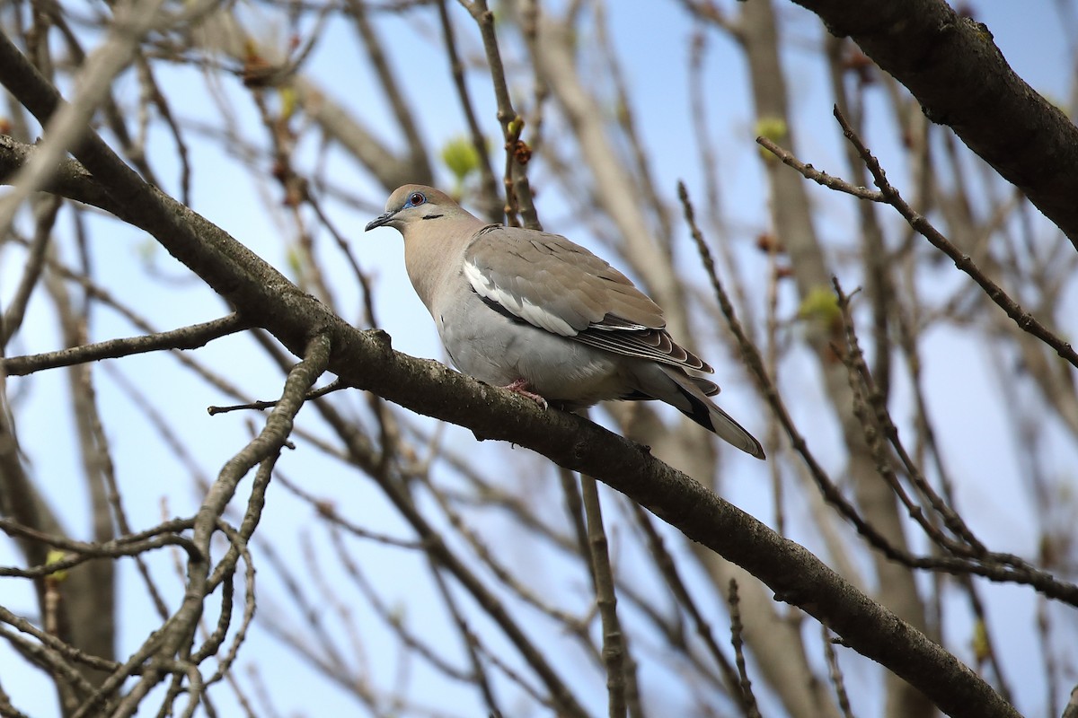 White-winged Dove - ML325968421