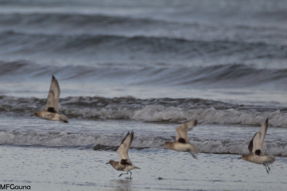 Black-bellied Plover - ML325969741