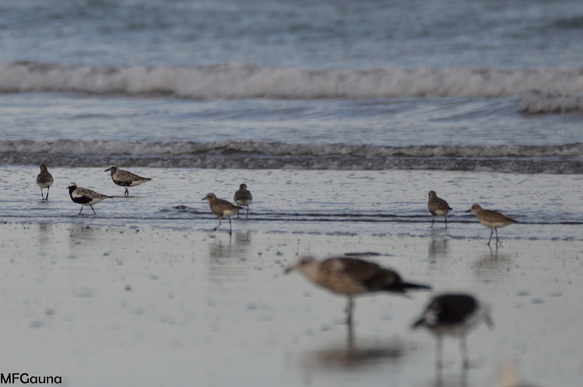 Black-bellied Plover - ML325969881