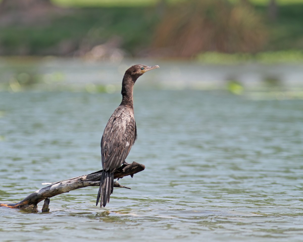 Neotropic Cormorant - ML325971461