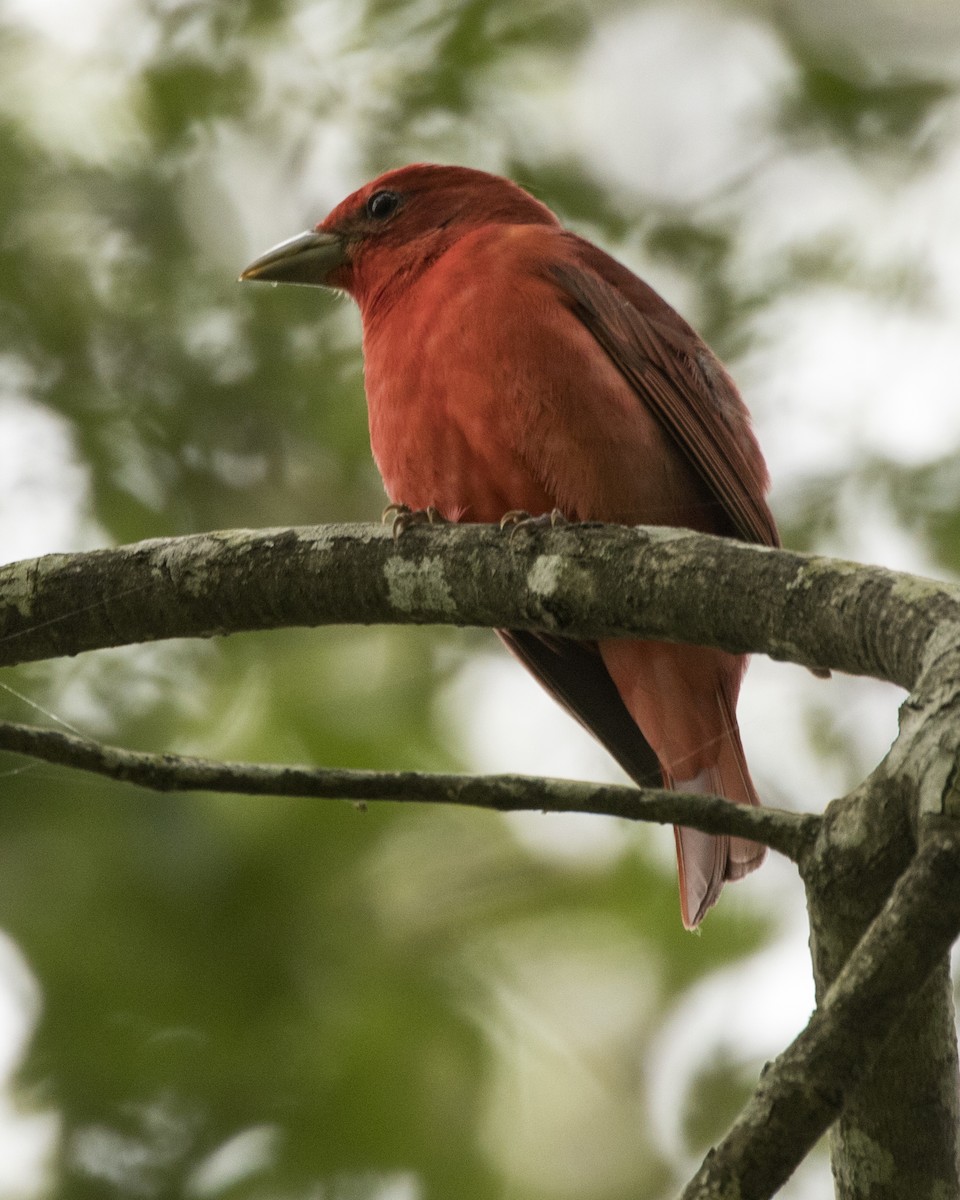 Summer Tanager - ML325972501