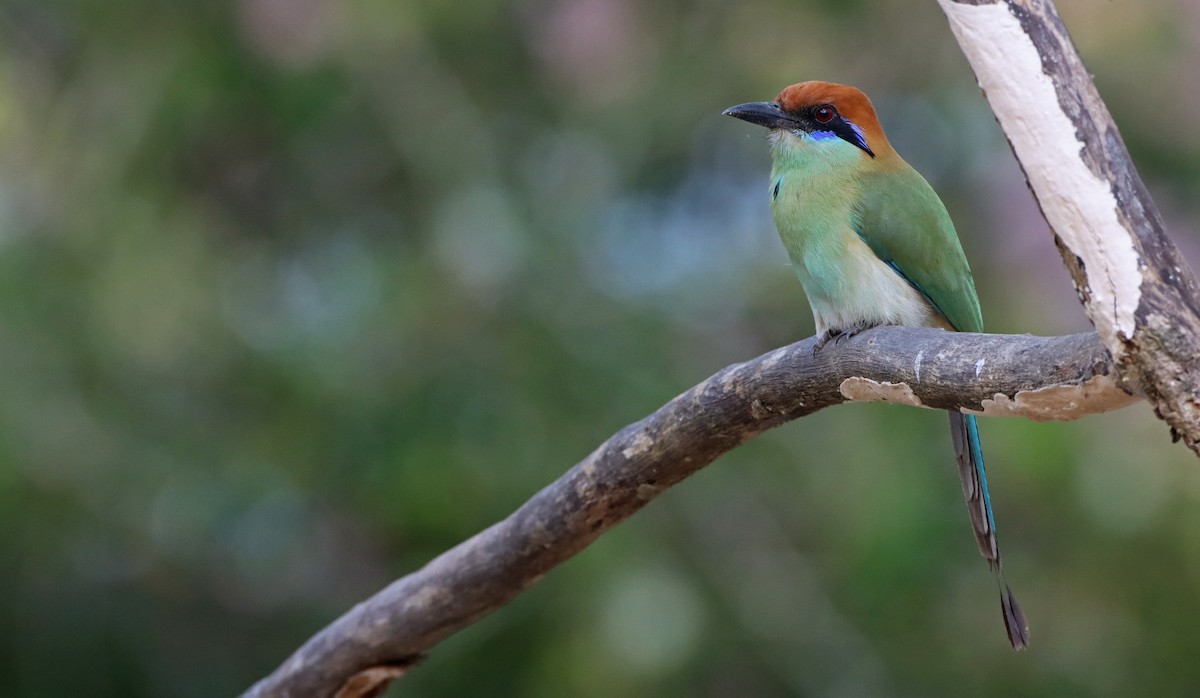 Russet-crowned Motmot - ML325972791