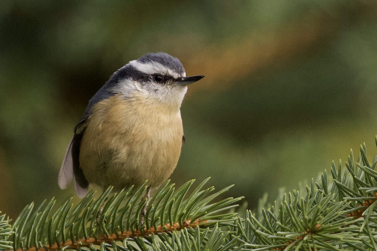 Red-breasted Nuthatch - ML325973821