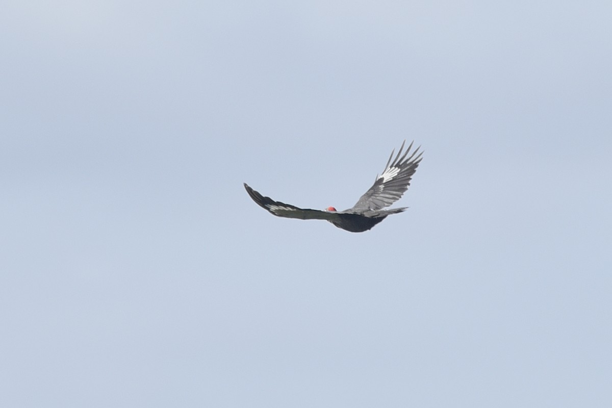 Pileated Woodpecker - ML325975681