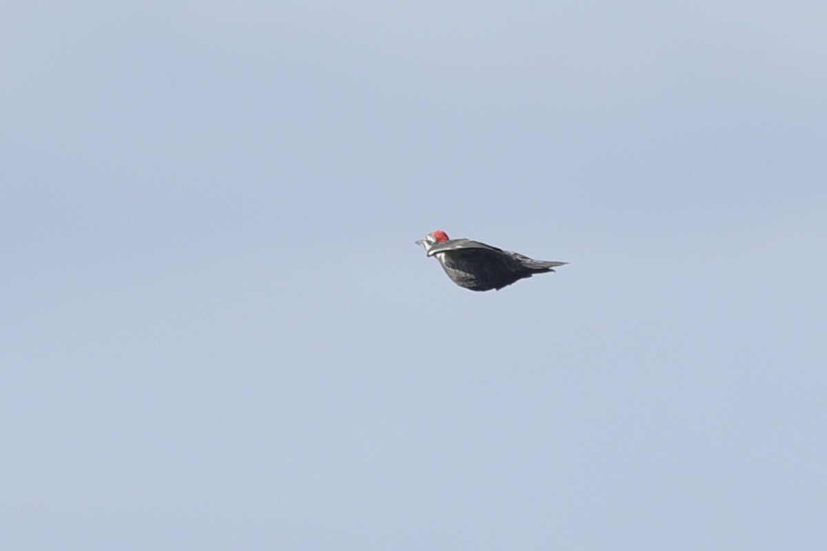 Pileated Woodpecker - ML325975691