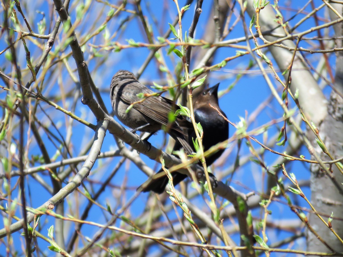 Brown-headed Cowbird - Michel Turcot