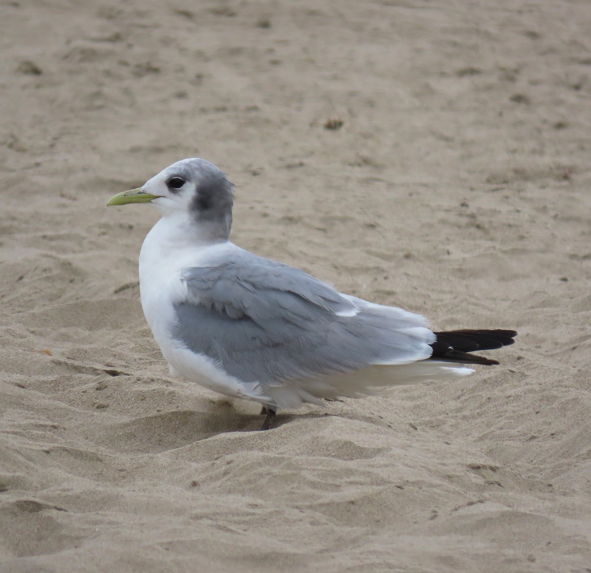 Black-legged Kittiwake - Tom Edell