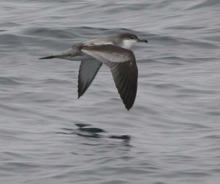 Buller's Shearwater - ML32597791