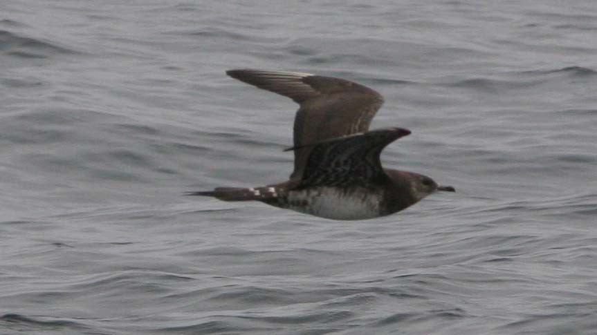 Parasitic Jaeger - ML32597821