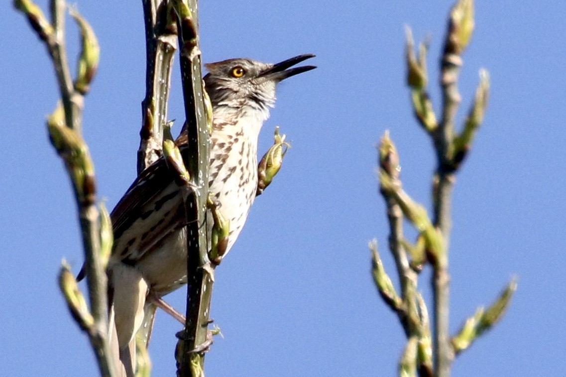 Brown Thrasher - Jim Smallwood