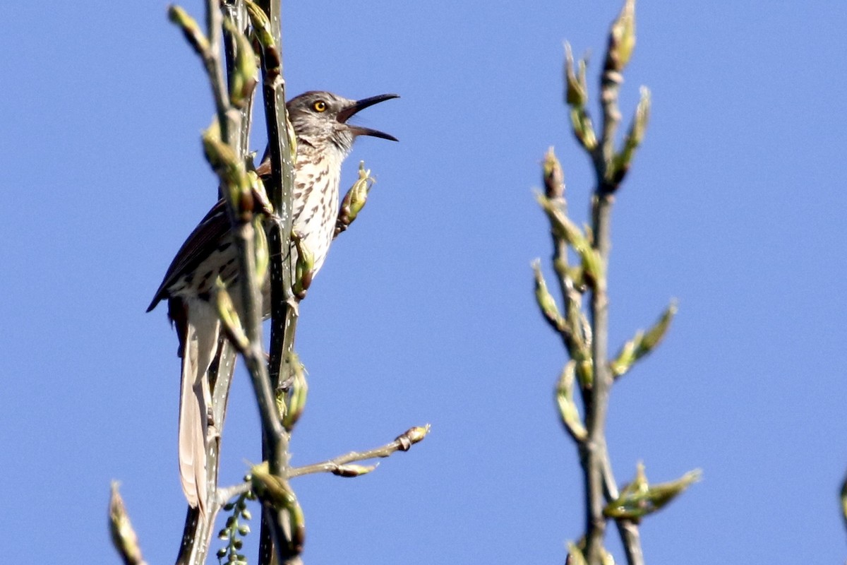 Brown Thrasher - ML325979041