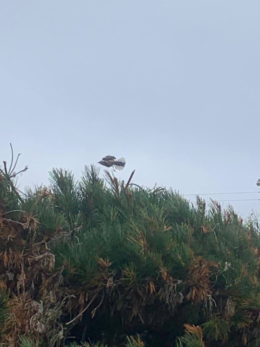 White-banded Mockingbird - ML325979221