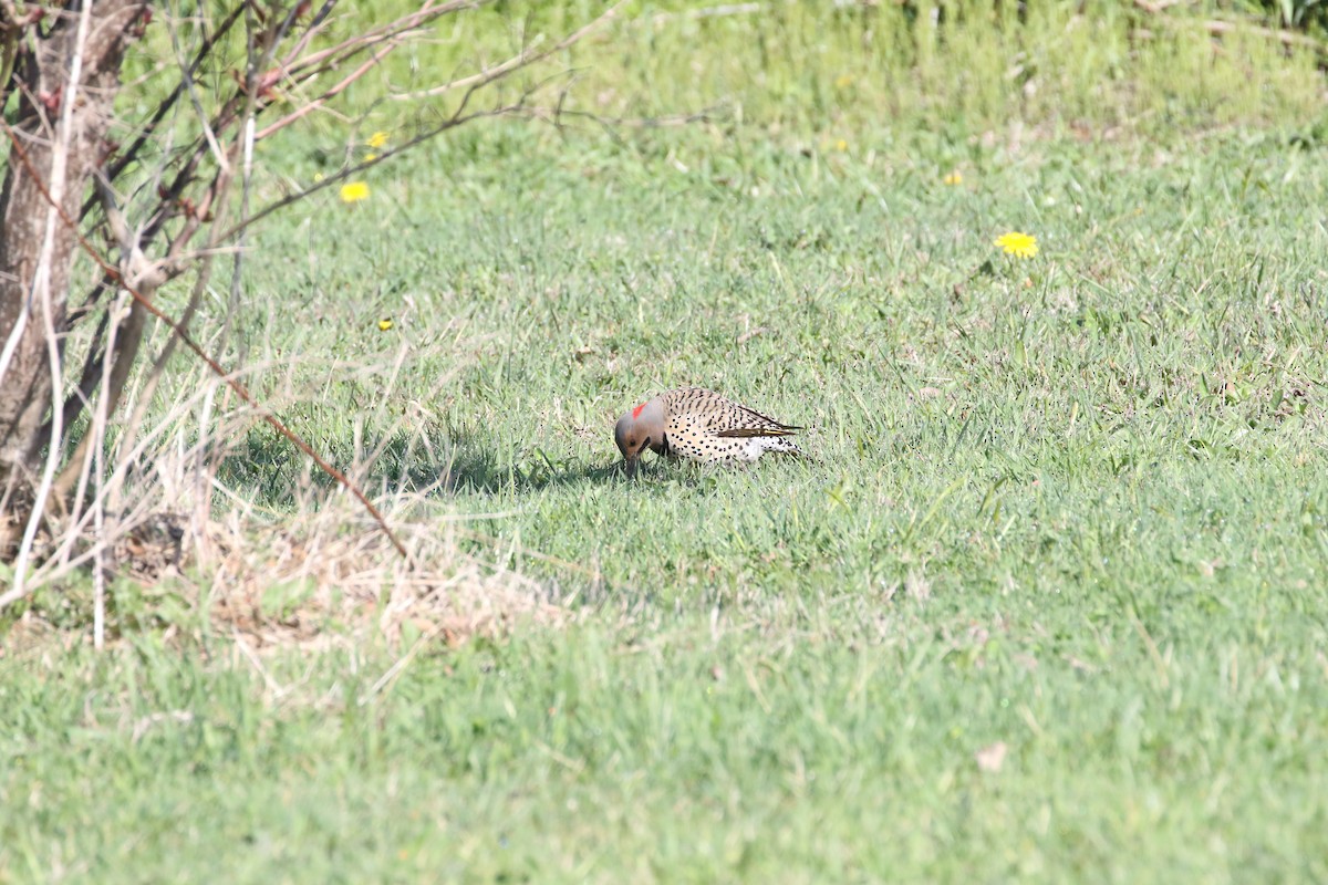 Northern Flicker - Jim Smallwood