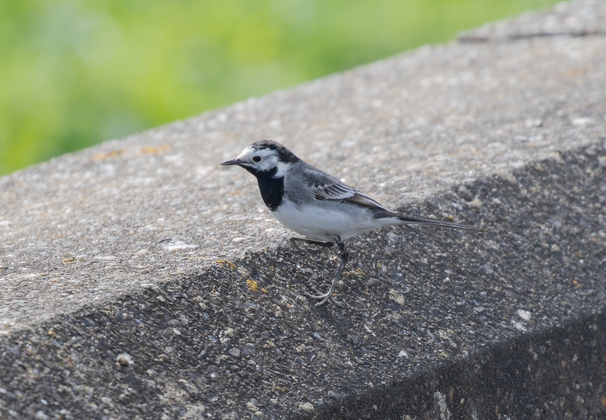 White Wagtail (British) - ML325979661