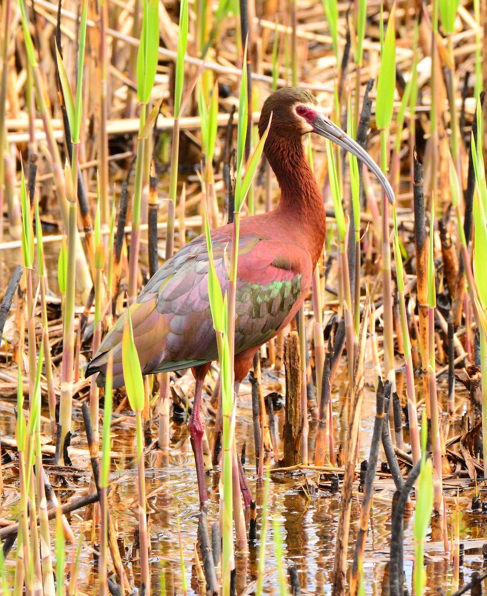 Ibis à face blanche - ML325980241