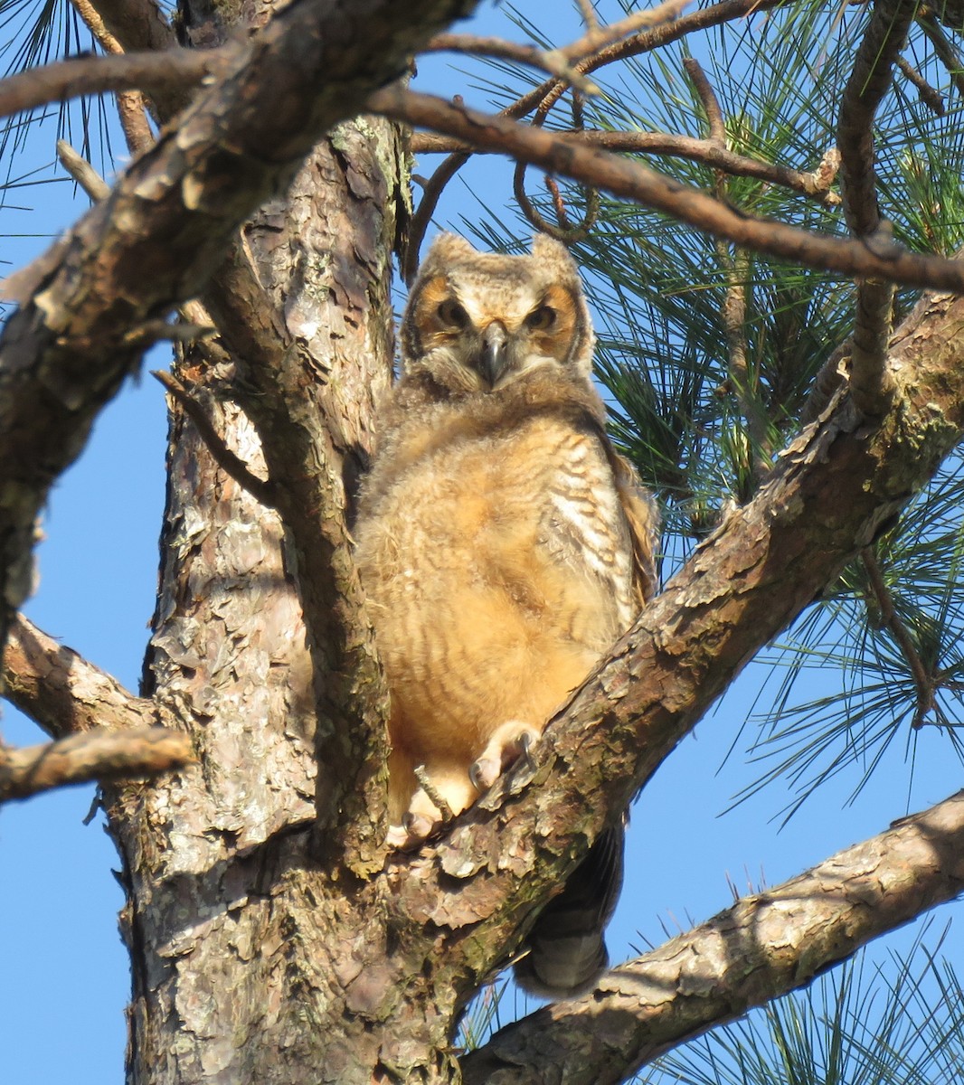 Great Horned Owl - ML325984651