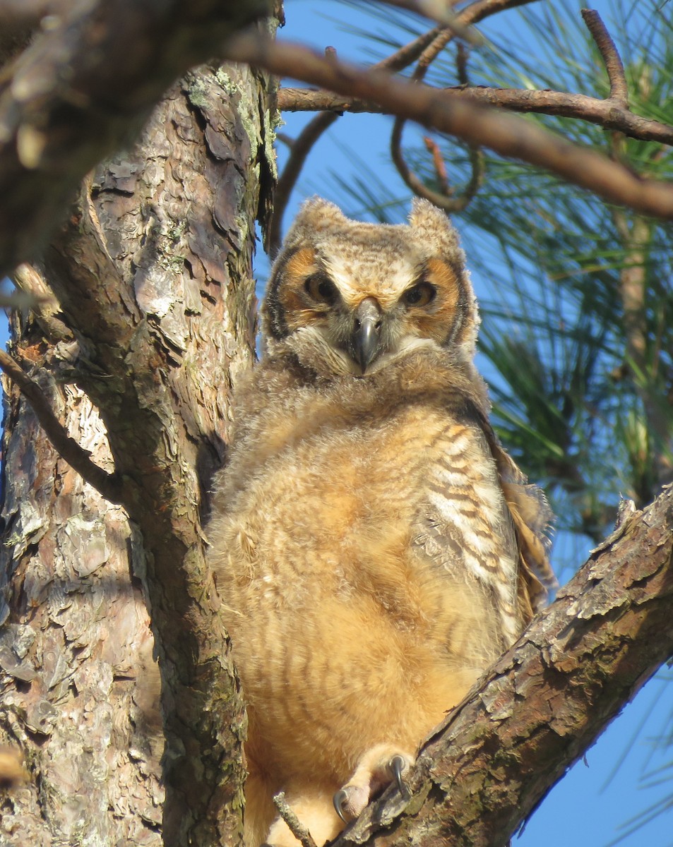 Great Horned Owl - ML325984681