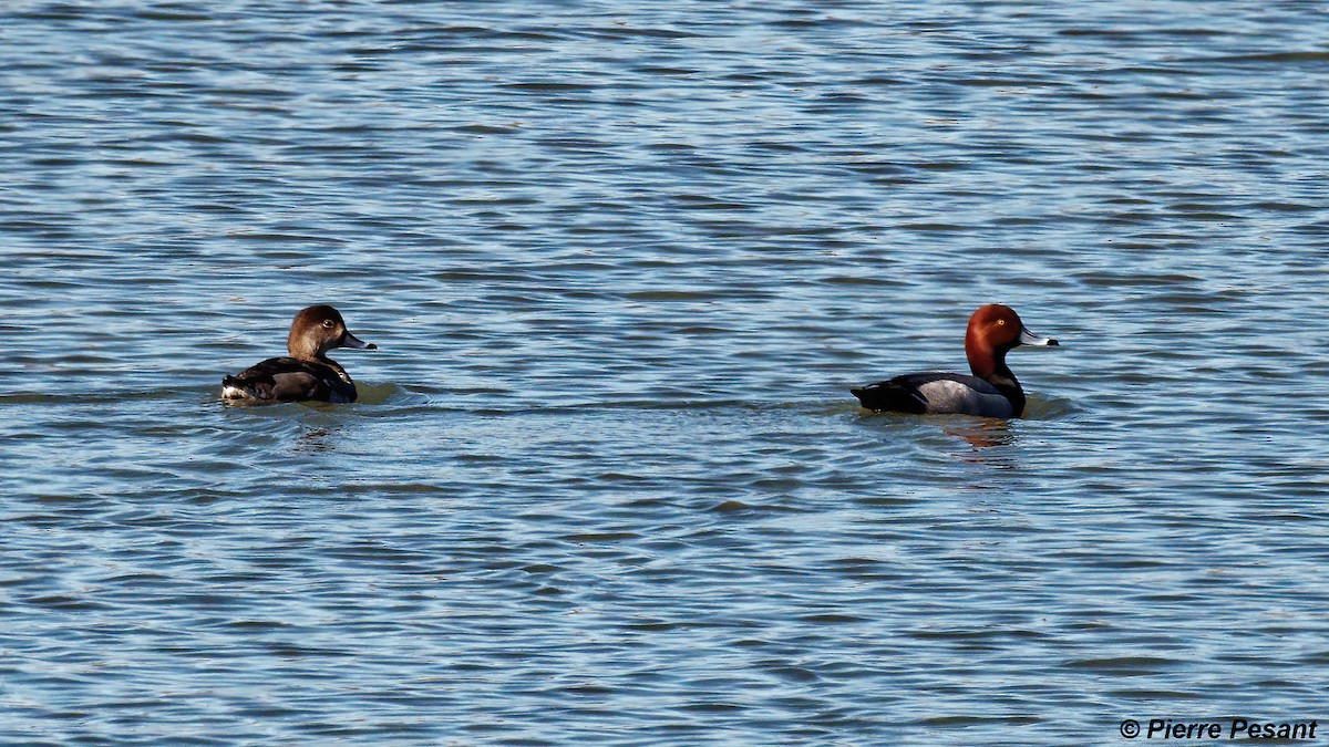 Fuligule à tête rouge - ML325984711