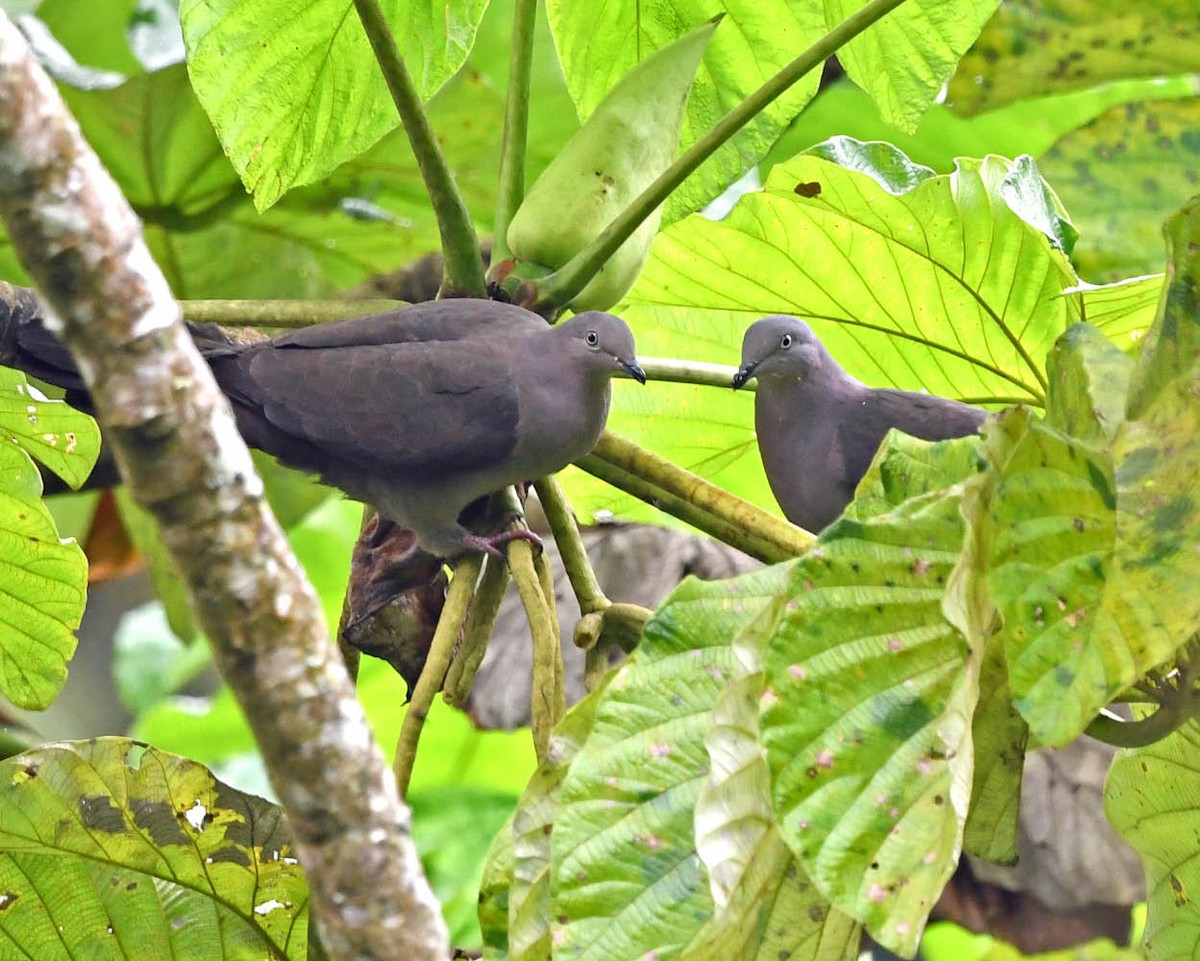 Pigeon plombé - ML325985941